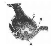 axon terminal and synapse