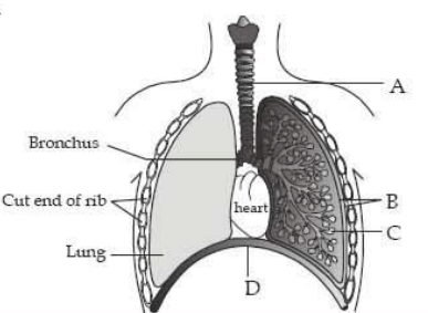 diagrammatic view of human respiratory system