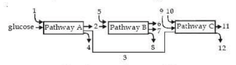 represent the three major biosynthetic pathways in aerobic respiration