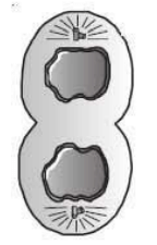 A stage in cell division 