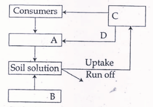 Given below is a simplified model of phosphorus cycling in a terrestrial ecosystem