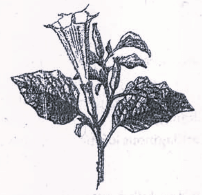 Which is the particular type of drug that is obtained from the plant