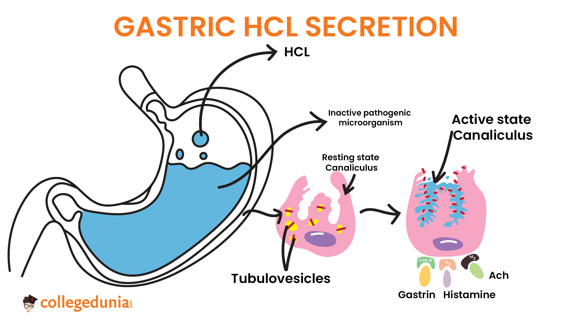 Gastric acid