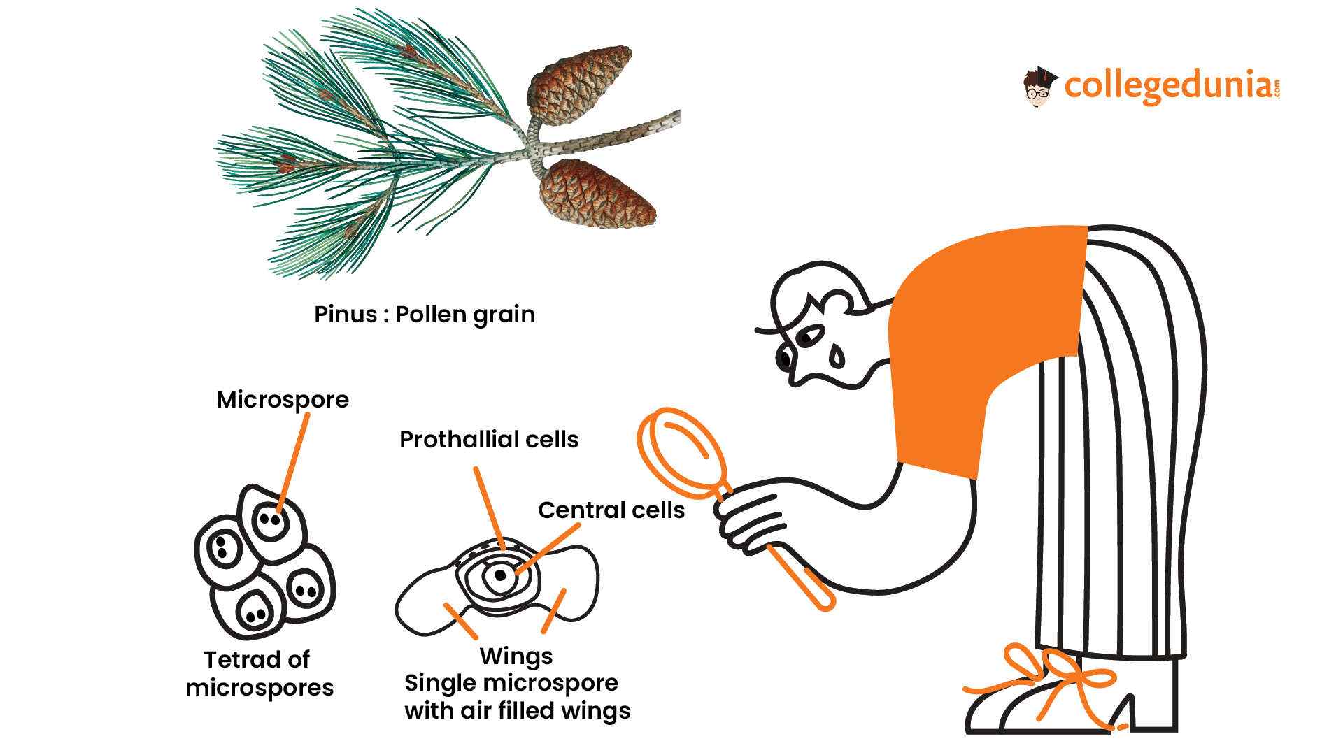 Winged Pollen Grains