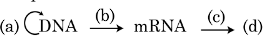 central dogma