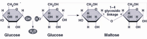 A dehydration reaction links two glucose molecules to produce maltose.