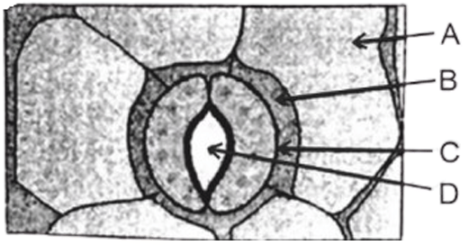 thinner outer walls
