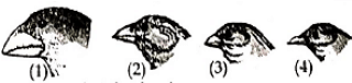 Evolutionary phenomena