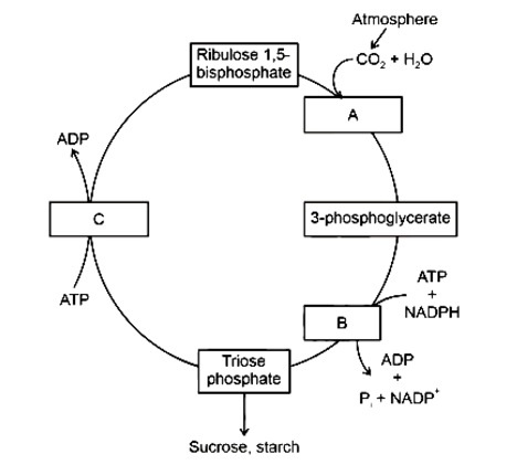 Circular Diagram