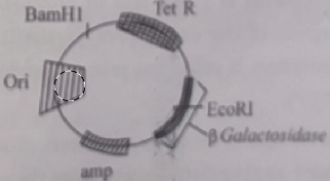 plasmid an alien piece of DNA is inserted at the EcoRI site