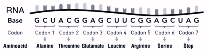 A codon consists of 3 bases and there are 4 different kinds of bases in a nucleic acid altogether
