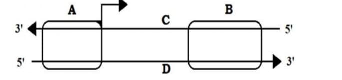 transcription unit.