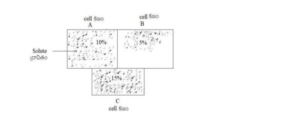 Understanding Water Potential