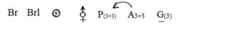 Floral formula of Solanum nigrum