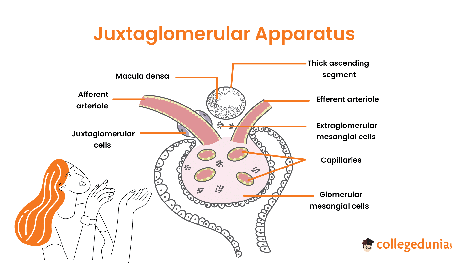 Juxtaglomerular Apparatus